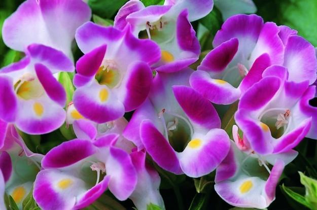 Top 10 loài hoa có hình dáng kỳ lạ nhất thế giới