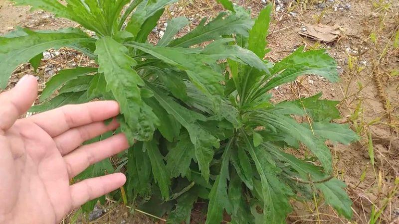 Cây ngải dại và những công dụng tuyệt vời đối với sức khỏe.