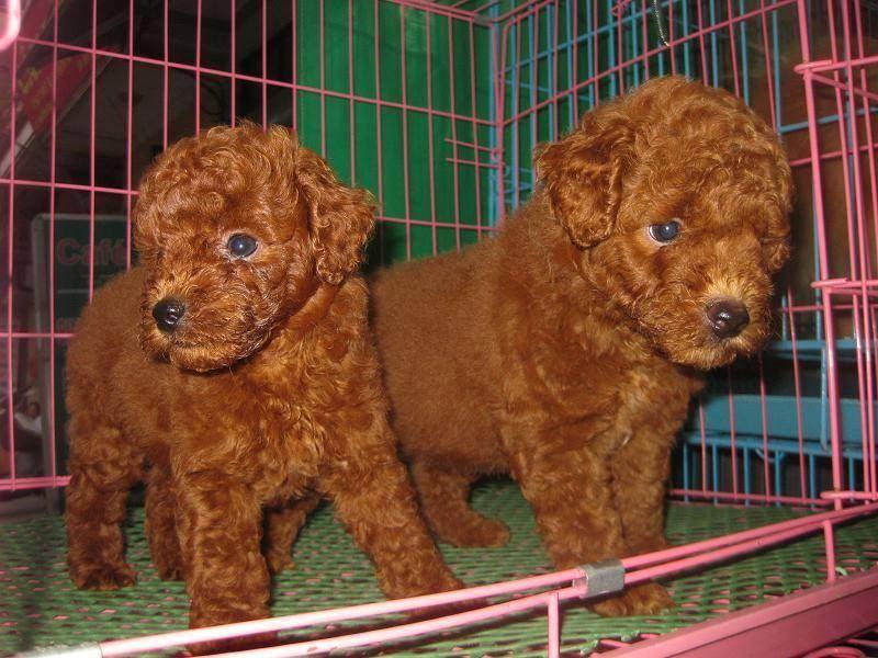 Top 11 dịch vụ chăm sóc thú cưng uy tín nhất tại Đà Nẵng