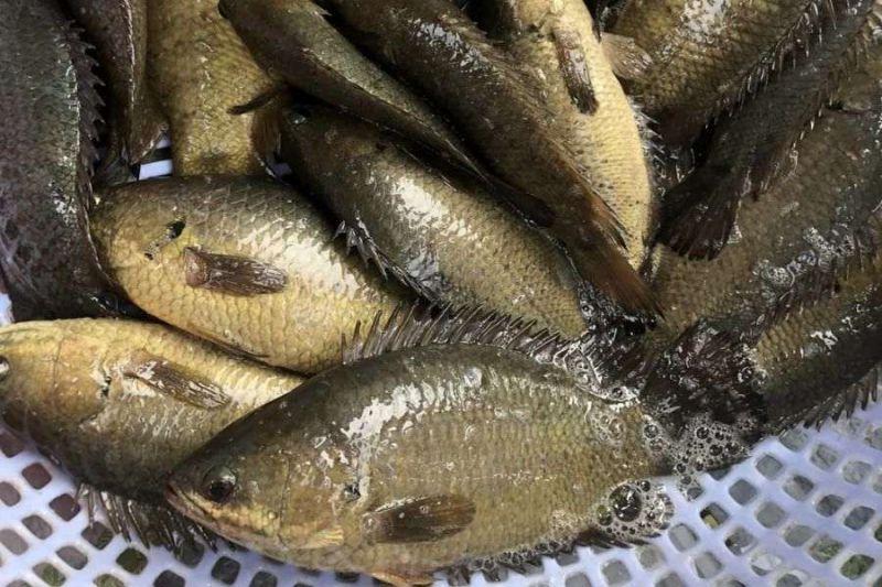 Top 10 loài cá thơm ngon nhất tại Việt Nam được yêu thích rộng rãi