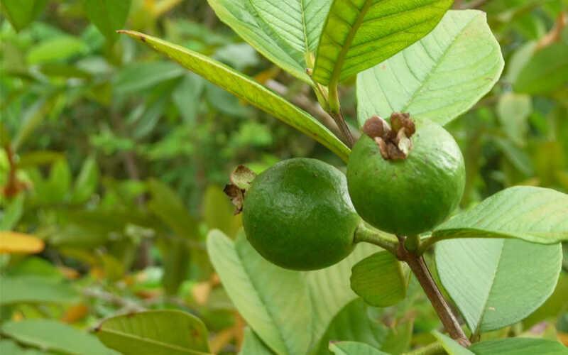 Bác sĩ giải đáp câu hỏi: Liệu ăn ổi có thể gây táo bón không?