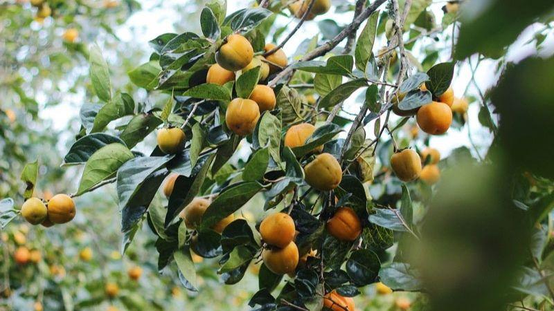 Khám phá cách phân biệt hồng giòn Đà Lạt và hồng giòn Trung Quốc một cách dễ dàng và hiệu quả.