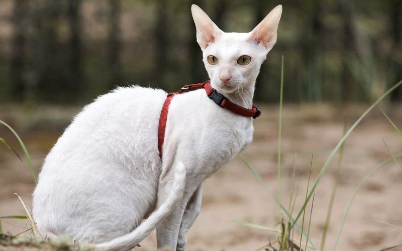 Khám phá nguồn gốc, đặc điểm, cách chăm sóc và giá bán của Mèo Cornish Rex, một giống mèo đặc biệt và hấp dẫn.