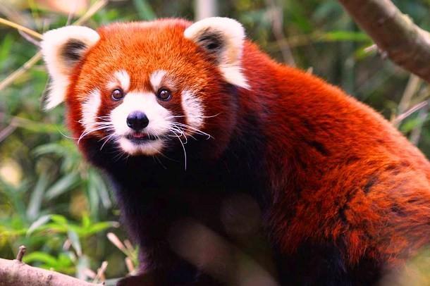 Top 18 loài động vật với sắc đỏ rực rỡ và ấn tượng nhất
