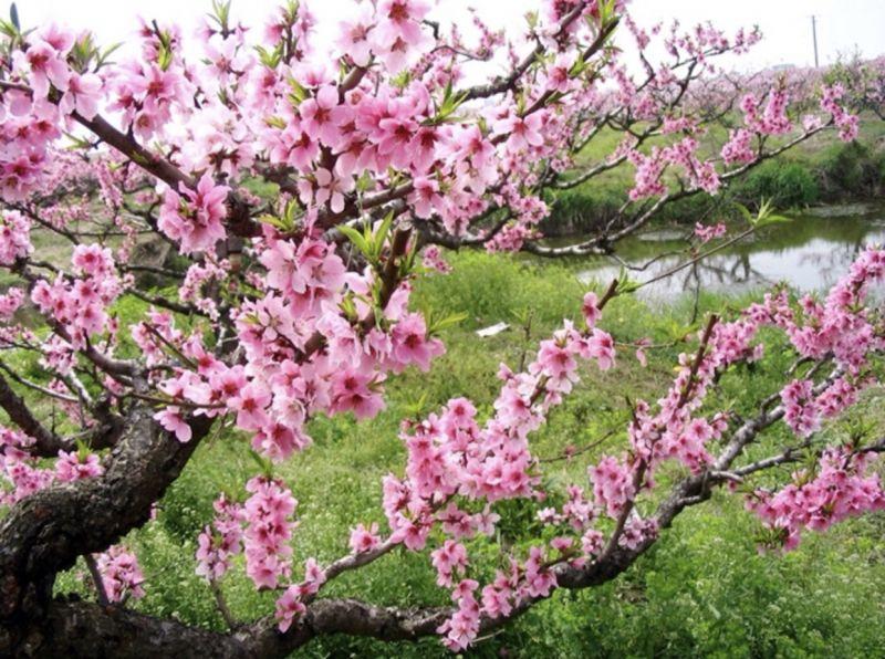 Top 15 bài thơ tuyệt vời dành riêng cho ngày lễ tình nhân Valentine