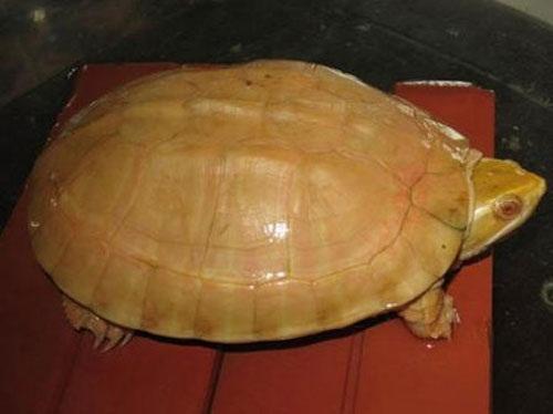 Top 10 món ăn bổ dưỡng và đắt giá bậc nhất tại Việt Nam