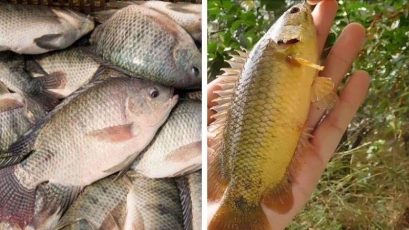 Cá rô và cá rô phi có phải là hai loài cá tương tự nhau? Hãy cùng tìm hiểu những đặc điểm giúp phân biệt rõ ràng chúng trong bài viết dưới đây.