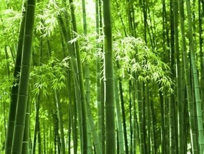 Top 7 bài viết cảm nhận sâu sắc về tác phẩm 'Cây tre Việt Nam' (Thép Mới) trong chương trình Ngữ văn 6, sách KNTT, được chọn lọc và đánh giá cao nhất - Tripi