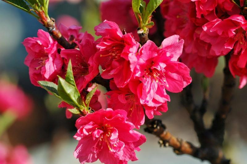 12 Dàn ý tiêu biểu nhất cho bài văn thuyết minh về cây đào ngày Tết
