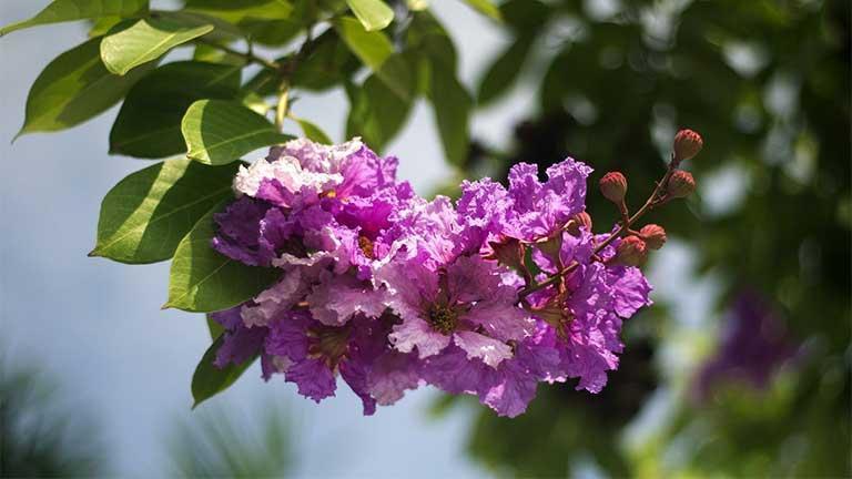 13 Bài thơ tuyệt vời nhất về hoa bằng lăng