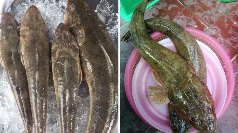 Loài cá có hình dáng đặc biệt, từng chỉ được bán với giá rẻ, nay đã trở thành đặc sản với giá 250.000 đồng/kg.