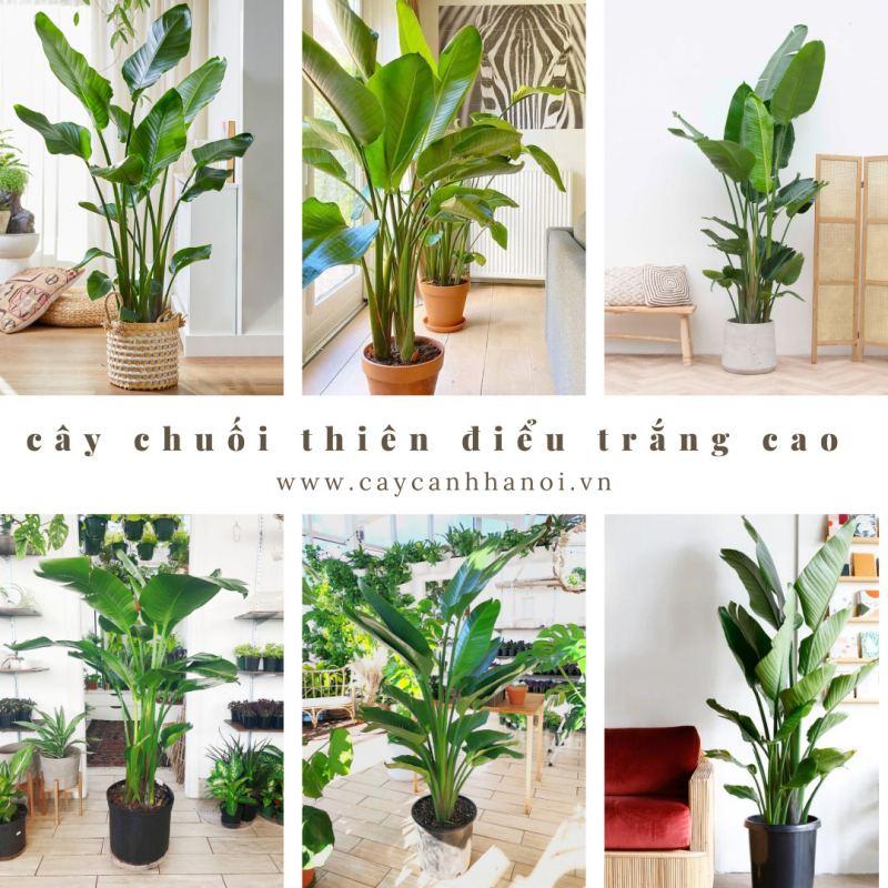 Top 5 Doanh nghiệp cây xanh hàng đầu Việt Nam