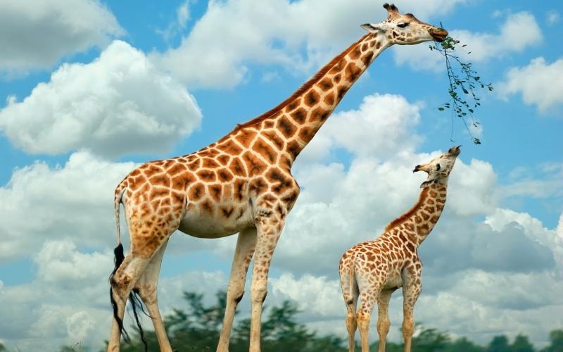 Top 13 loài động vật có trọng lượng "khủng" nhất trên thế giới