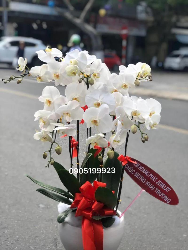 Top 5 cửa hàng bán lan hồ điệp đẹp nổi bật tại Đà Nẵng