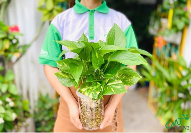Top 5 địa chỉ bán cây thủy sinh uy tín tại Đà Nẵng