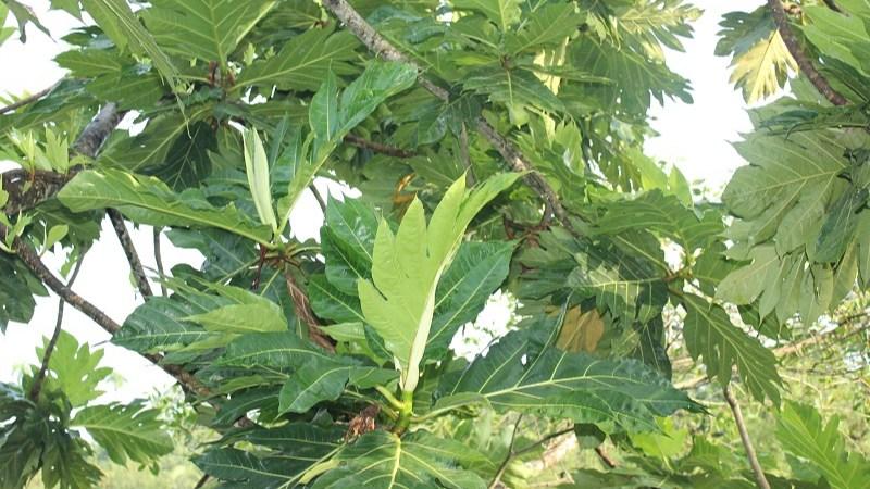 Lá sa kê - phương thuốc tự nhiên giúp điều trị bệnh tiểu đường, đang được nhiều người quan tâm. Cùng khám phá công dụng và cách sử dụng loại lá này để cải thiện sức khỏe.