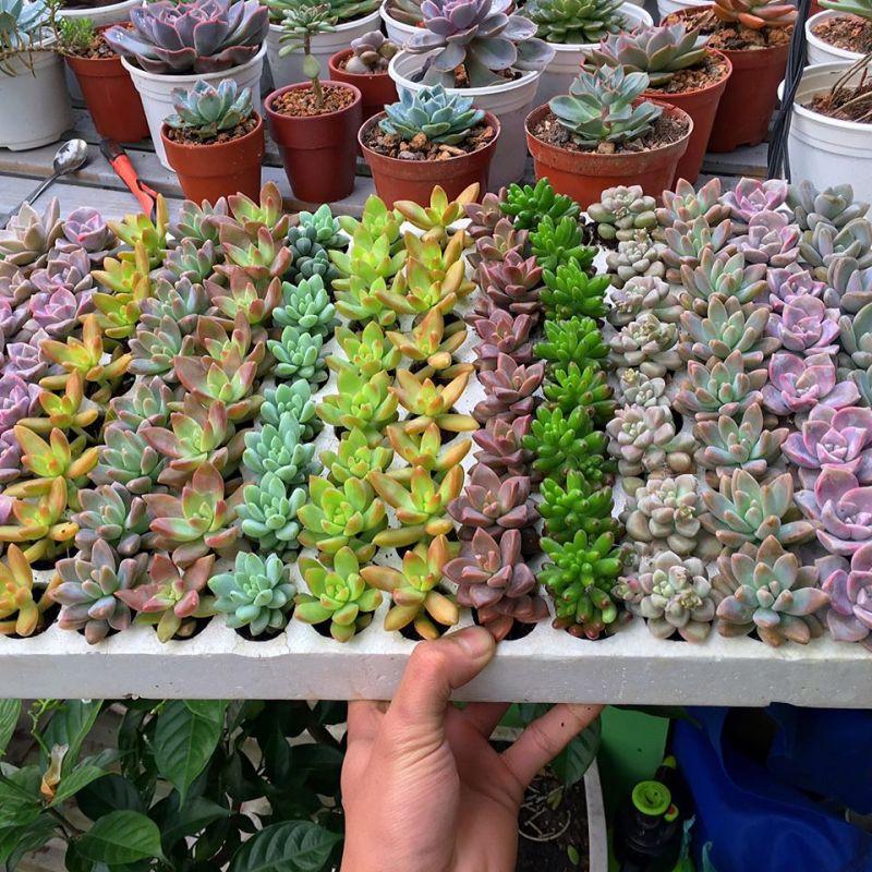 Khám Phá Top 5 Địa Chỉ Mua Sen Đá Đẹp Nhất Tại Hải Phòng