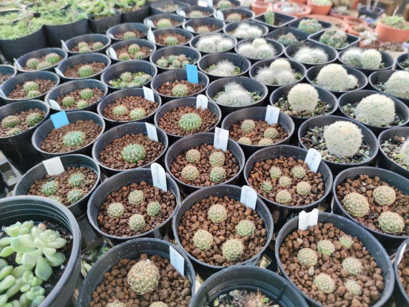 Top 6 địa chỉ mua xương rồng đẹp tại Vũng Tàu