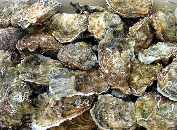 Khám Phá 10 Món Hải Sản Ngon Nhất Quảng Ninh