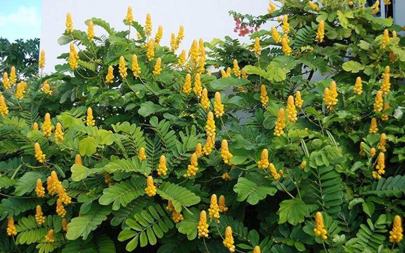 Khám phá 10 loại lá cây trị ghẻ ngứa hiệu quả và những lưu ý quan trọng khi sử dụng.