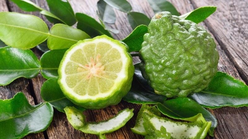 Cây lá chúc là gì? Đặc điểm và lợi ích đối với sức khỏe
