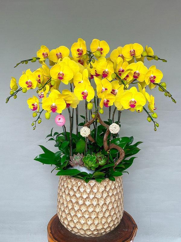 Top 14 Loài hoa rực rỡ nhất Việt Nam