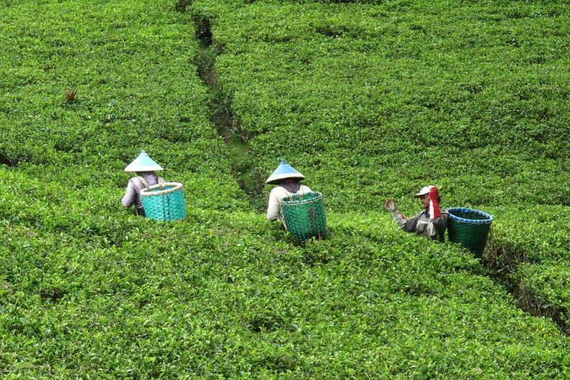 Top 10 quốc gia dẫn đầu thế giới về sản xuất trà