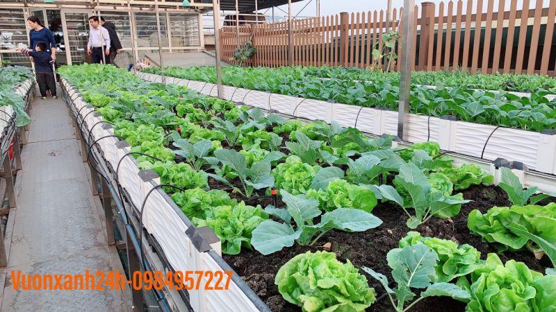 Top 5 Dịch vụ thiết kế vườn rau sân thượng tại Hà Nội
