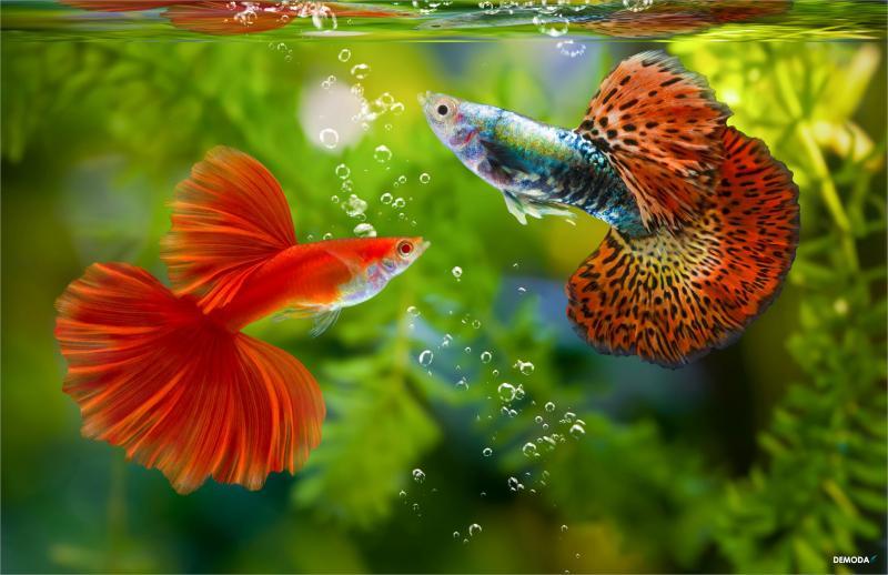 Top 10 Địa chỉ mua cá cảnh đẹp và bể cá uy tín tại Thừa Thiên Huế