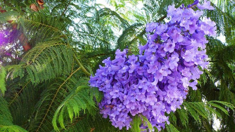 Cây phượng tím: Ý nghĩa, hình dáng, cách trồng và chăm sóc tại nhà