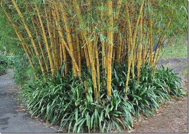 Top 7 bài văn cảm nhận về sự kết nối sâu sắc của cây tre với đời sống người dân Việt Nam trong tác phẩm 'Cây tre Việt Nam' (Ngữ văn 6 - Sách Cánh Diều) đặc sắc nhất