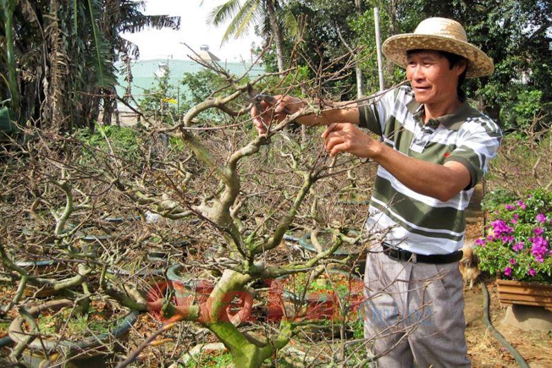 Top 10 phương pháp giúp hoa nở đúng dịp Tết hiệu quả nhất