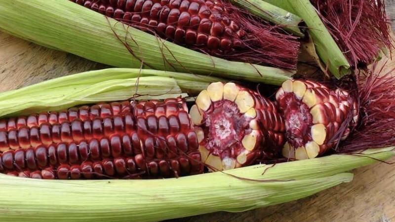 Bắp nữ hoàng đỏ là gì và mang lại những lợi ích gì? Hãy cùng khám phá đặc điểm và công dụng của loại bắp này.