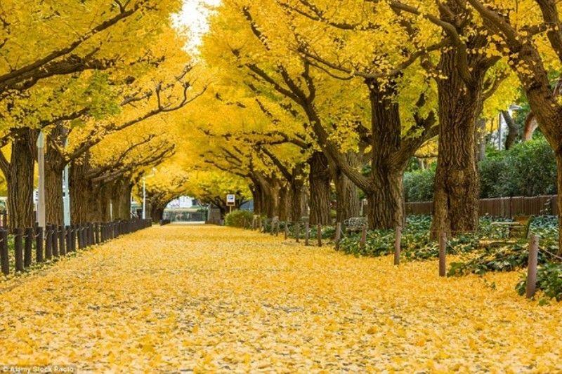 Top 17 con đường cây tuyệt đẹp trên thế giới