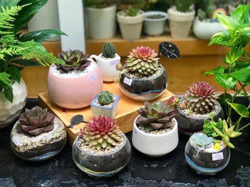 Top 2 cửa hàng bán sen đá đẹp nhất tại Nam Định