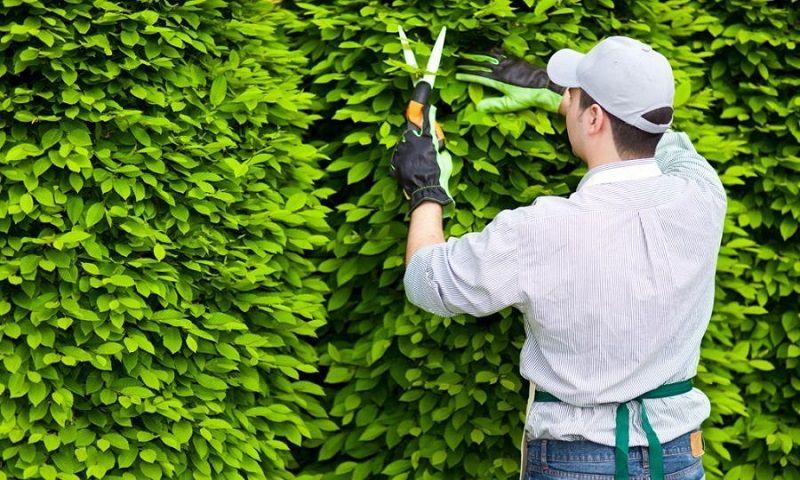 Top 4 dịch vụ chăm sóc cây xanh và cảnh quan chuyên nghiệp tại Nghệ An
