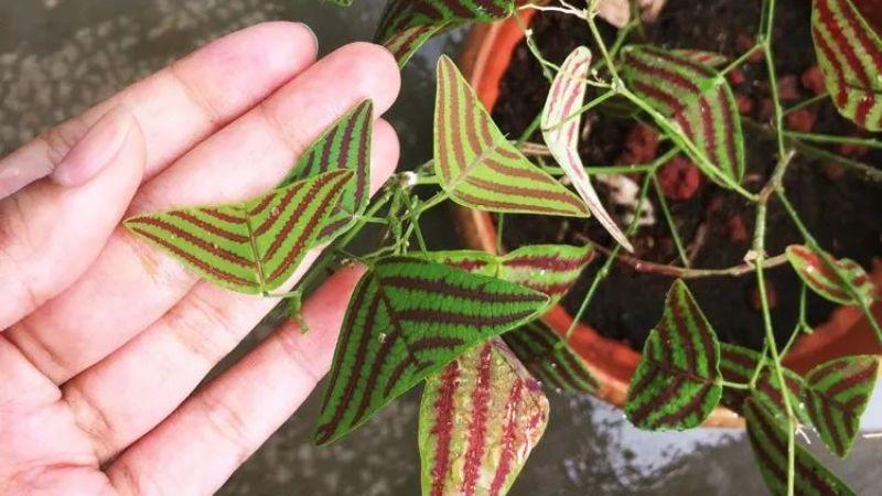 Cây cánh bướm: Vẻ đẹp độc đáo, ý nghĩa phong thủy và cách trồng tại nhà