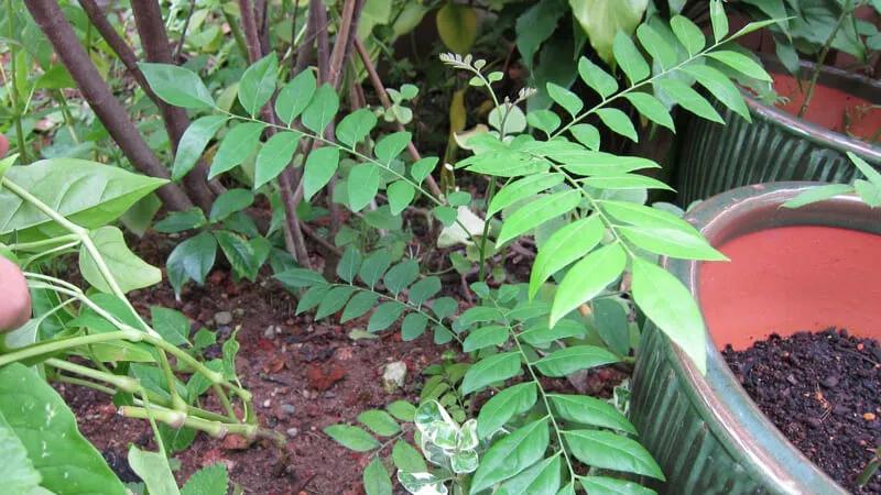 Lá mắc mật là gì? Công dụng, nơi mua và giá trị ra sao?