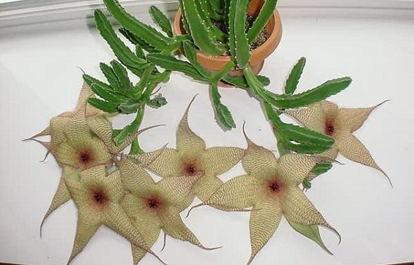 Top 7 loài hoa có mùi thối kinh hoàng nhất thế giới