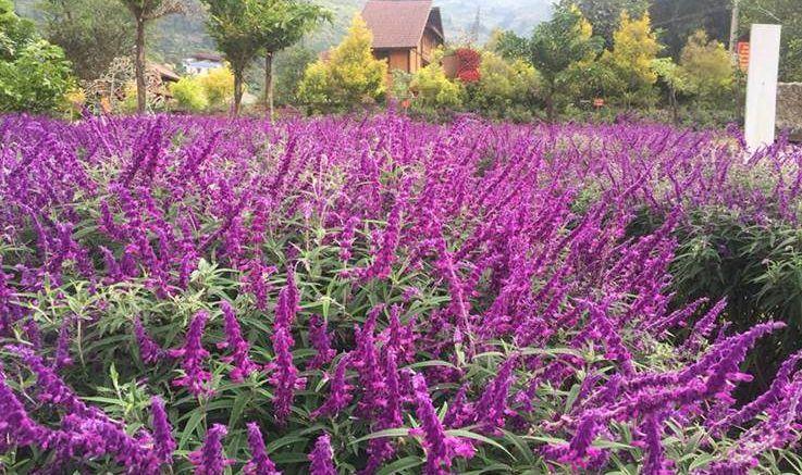Top 6 Thung lũng hoa đẹp nhất tại Việt Nam