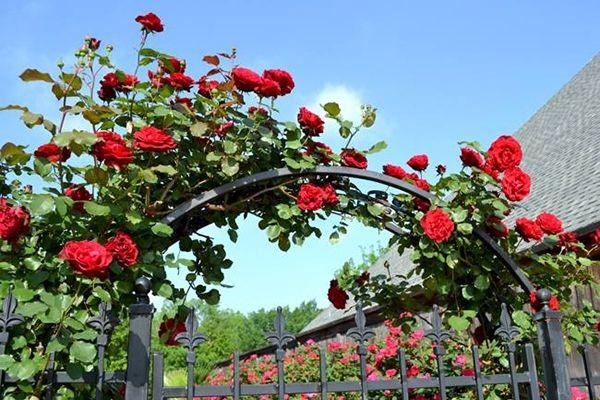 Top 13 giống hoa hồng cổ tuyệt đẹp nhất Việt Nam