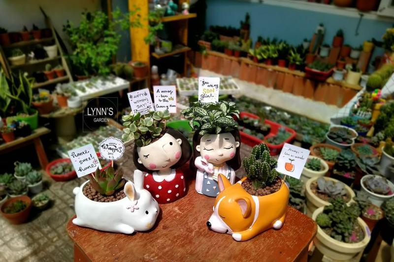 Top 3 địa chỉ sen đá đẹp nhất Vũng Tàu