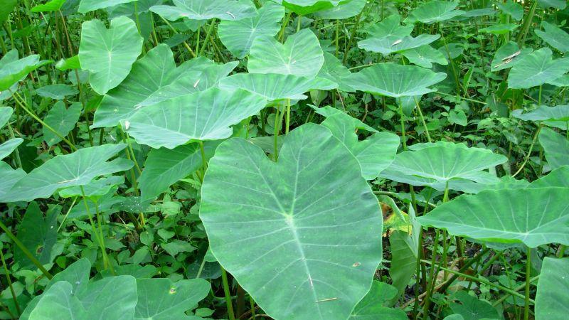 Phụ nữ sau sinh có nên ăn dọc mùng? Những điều cần lưu ý khi thưởng thức
