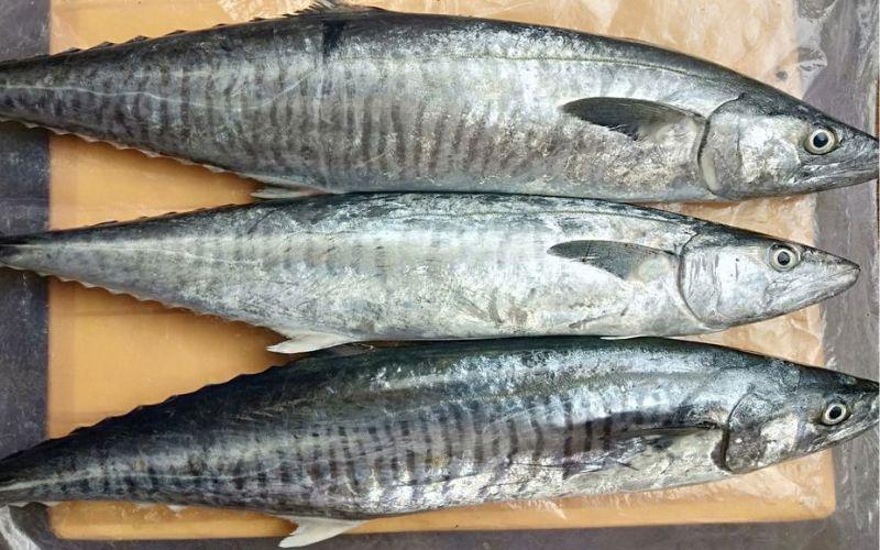 Lựa chọn cá thu tươi ngon, bổ dưỡng – Bí quyết dành cho các chị em nội trợ
