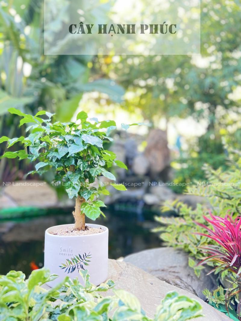Top 10 địa chỉ bán cây cảnh uy tín và giá rẻ nhất Đà Nẵng