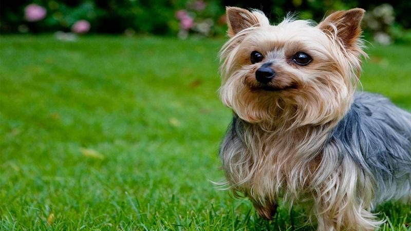 Khám phá 10 giống chó nhỏ nhất thế giới, chỉ nhìn là muốn ôm ngay vào lòng