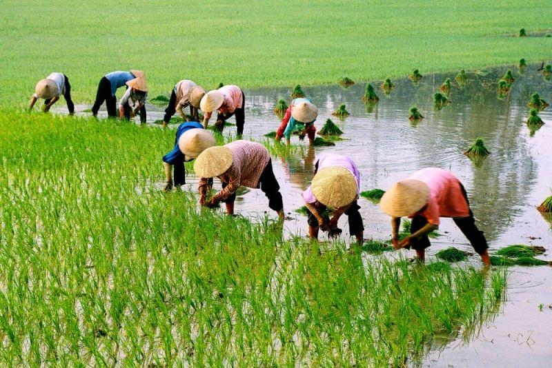 15 Hình Ảnh Đậm Chất Việt Không Thể Bỏ Qua