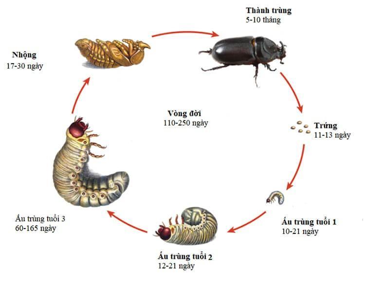 Khám Phá 15 Sự Thật Thú Vị Về Bọ Cánh Cứng