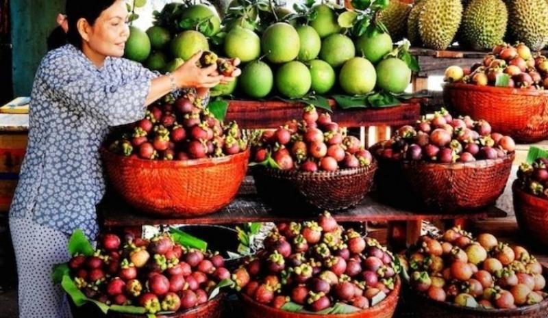 Măng cụt phát triển tốt nhất ở đâu và bao lâu mới có quả?