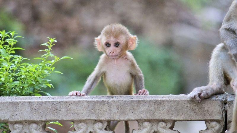 Khám phá những loại cây hợp với người tuổi Thân để tài lộc dồi dào